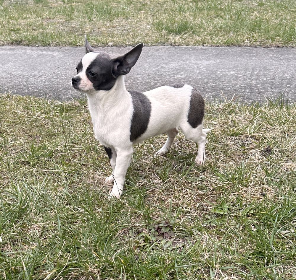 Piesek Chihuahua gotowy do odbioru
