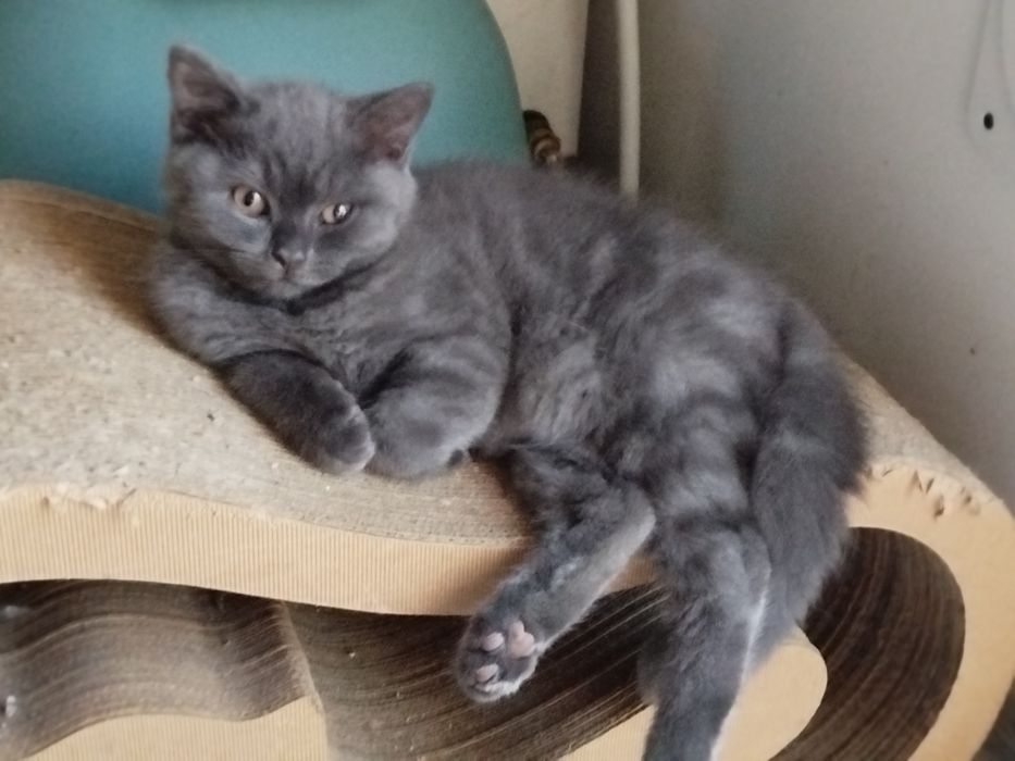 Kotka brytyjska niebieska