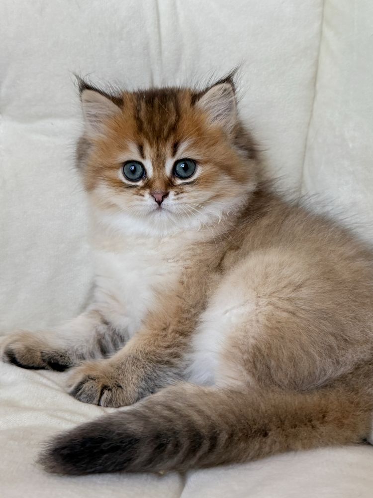 Шотландський котик, scottish straight, шотландські кошенята