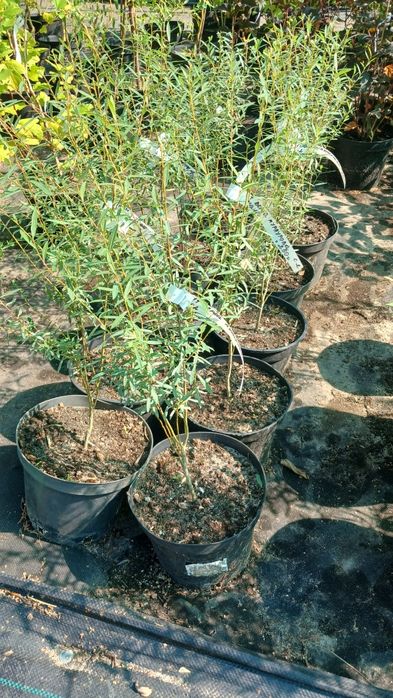 Верба Матсудана, Хакуро-Нішікі, Секка,  японська