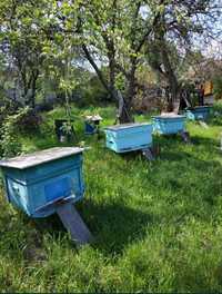 Продам пчёл,  пчелосемьи