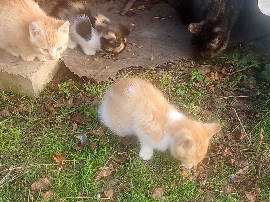 Oddam za darmo w Dobre ręce