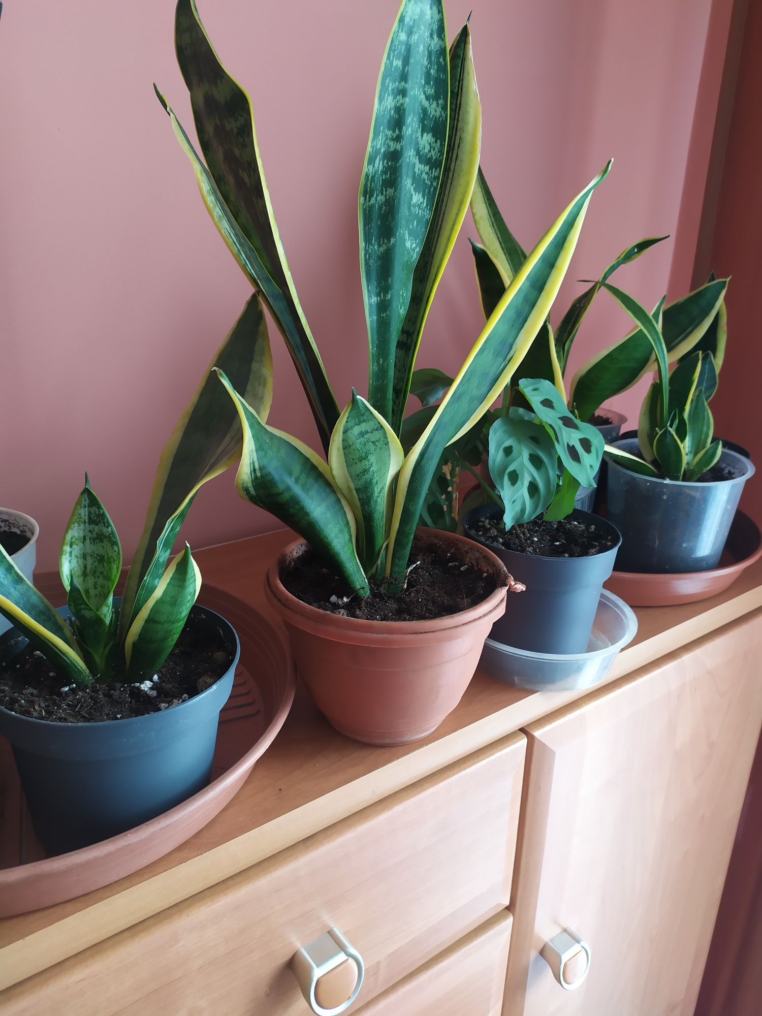 Aloes,sansewieria kwiat w doniczce
