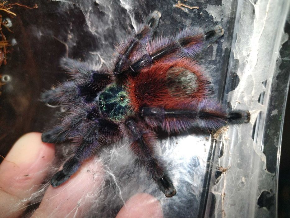 Caribena Versicolor L7 samiec