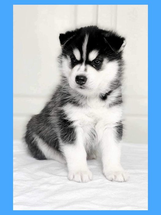 Щенки хаски, внуки чемпиона Мира. КСУ