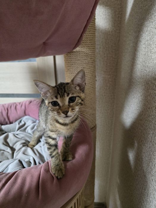 Кошеня дівчинка Алтайська порода