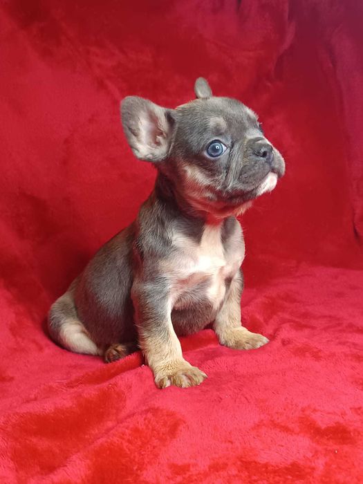 Bulldog francês macho cor Blue And Tan