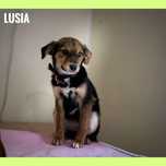 8 miesięcy, 8 kg, sunia Lusia, adopcja za darmo oddam