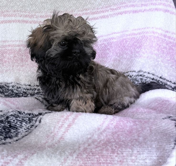 Shih Tzu, Ares z rodowodem