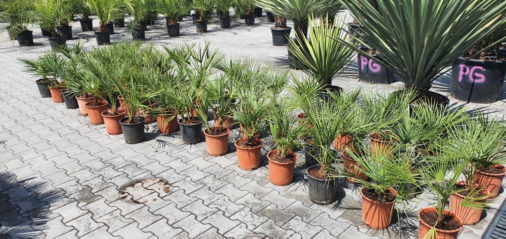 Chamaerops humilis karłatka palma mrozoodporna taras basen