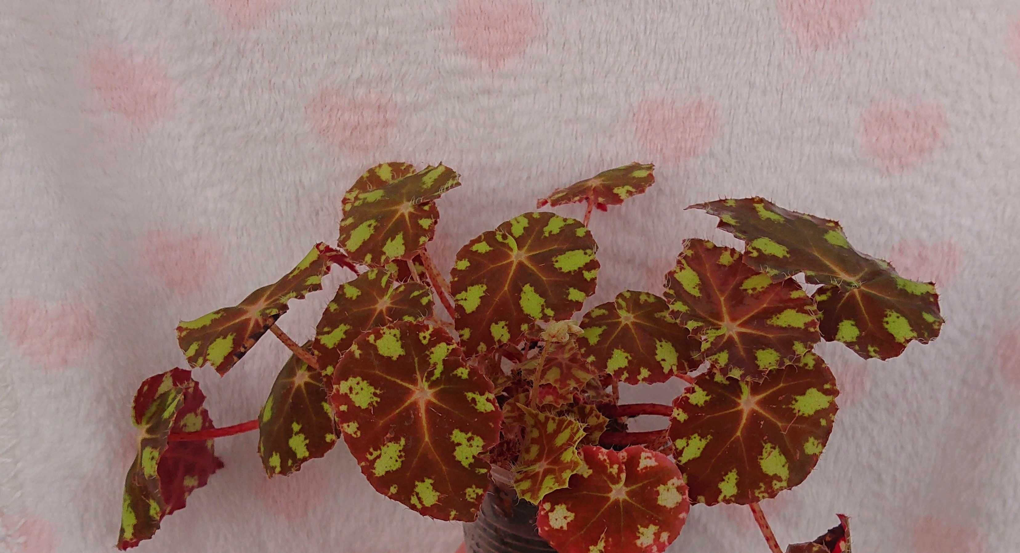 Бегонія, Begonia, Begonia bowerae