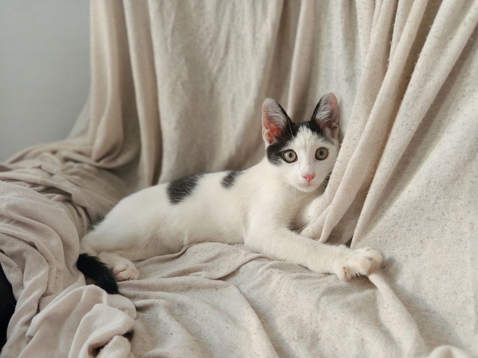 Cudowny Filuś do adopcji.