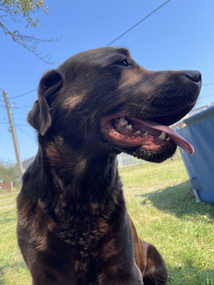 Labrador szuka dobrego domu !
