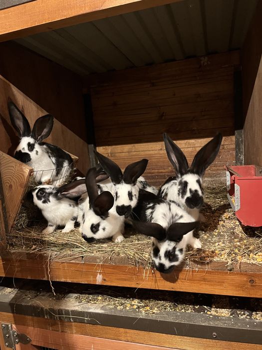 Продам кролики молодняк