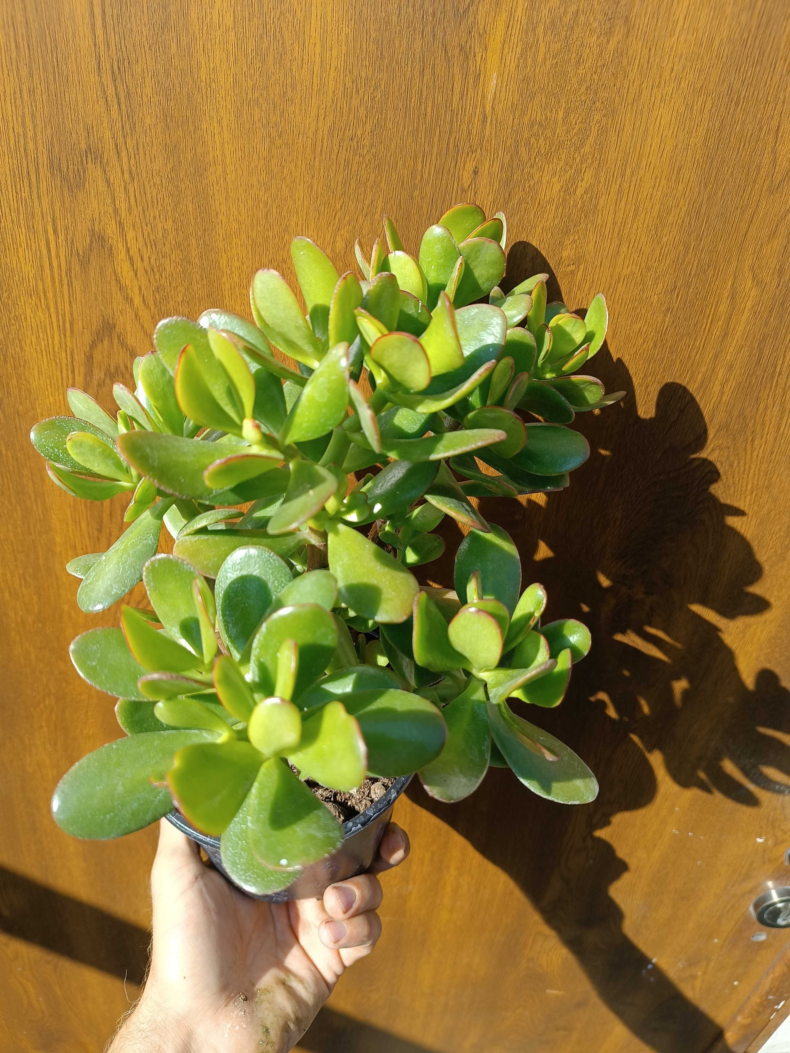 Grubosz jajowaty (Crassula ovata)