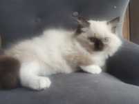 Piękna Kotka RAGDOLL