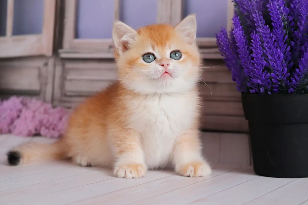 Золотая шиншилла девочка Камилла