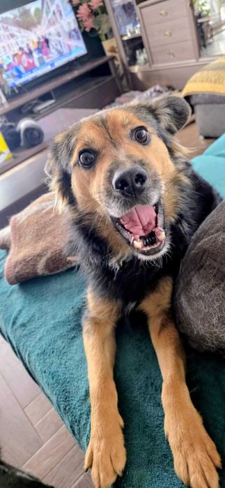 Fajny psiak w typie owczarka australijskiego szuka domu