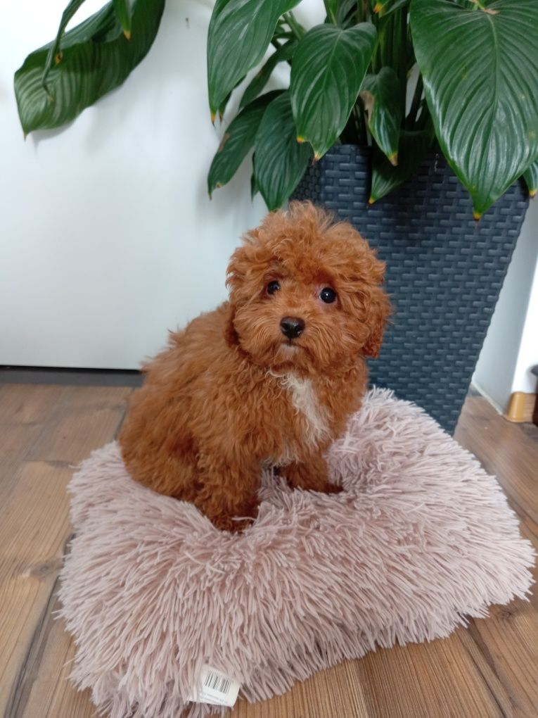Suczka Maltipoo F1b