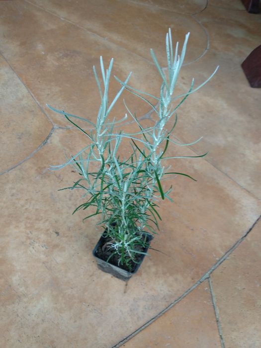 Magi włoskie w doniczce