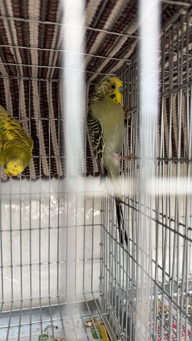 Periquitos Várias mutações