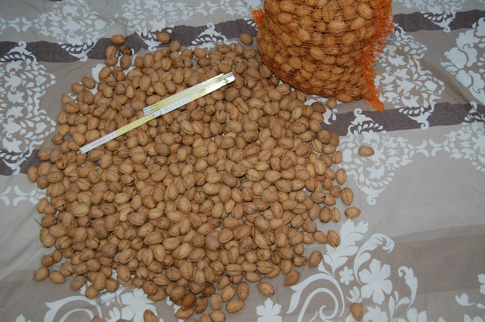 Orzechy włoskie sezon 2025