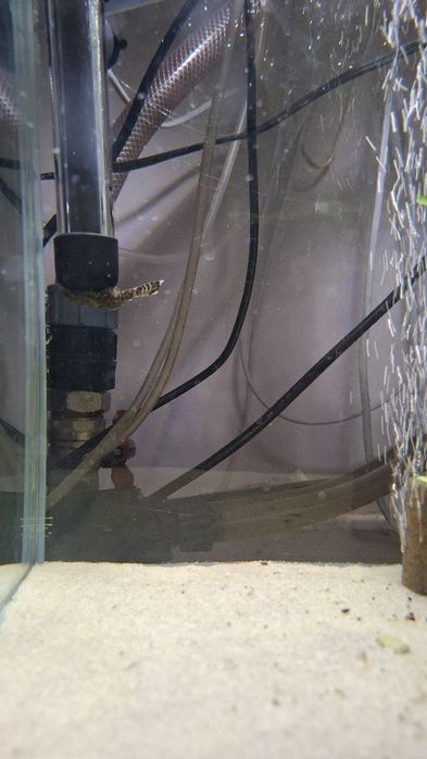 Zbrojnik pospolity glonojady