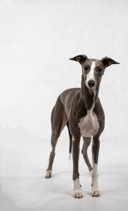 Suczka Chart Angielski Whippet FCI