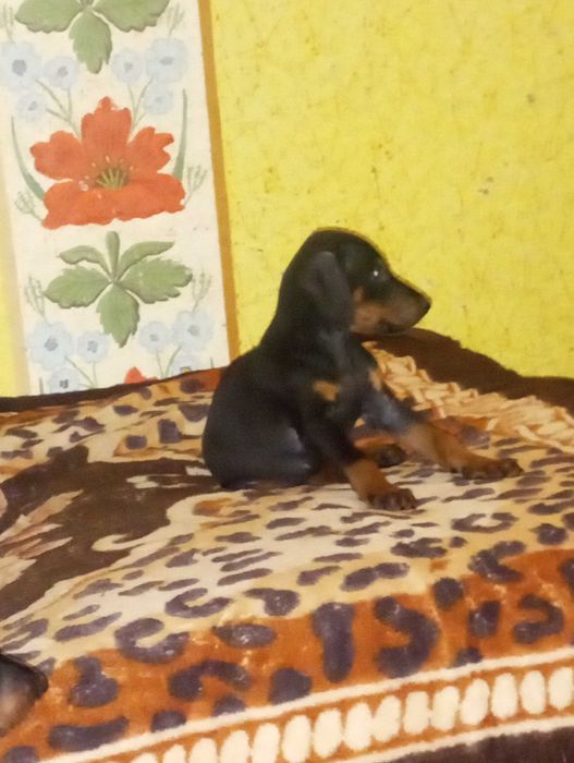 Продам цуценят породи доберман про вакциновані