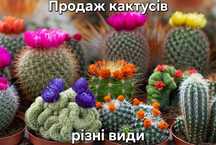 Продаж кактусів - колекційні та кімнатні рослини