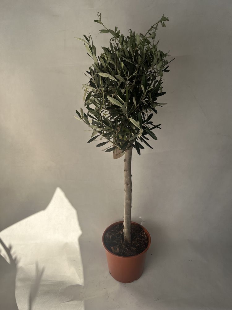 Oliwka europejska na pniu 80 cm