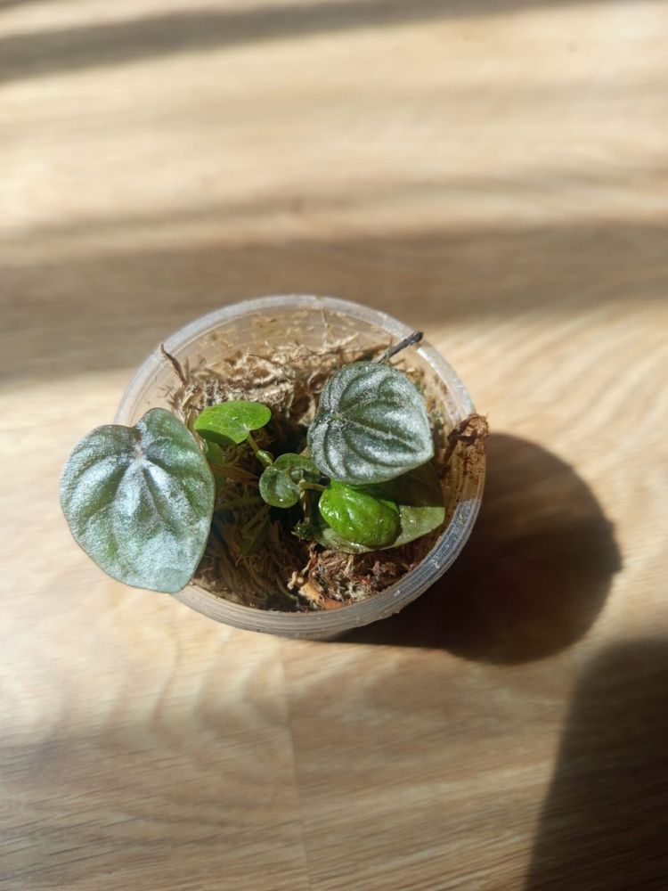 Папороть phlebodium / peperomia prostrata / peperomia