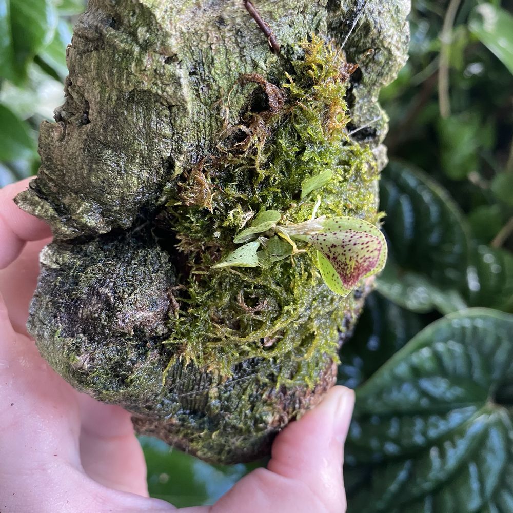 Мініатюрна орхідея Acianthera crinita