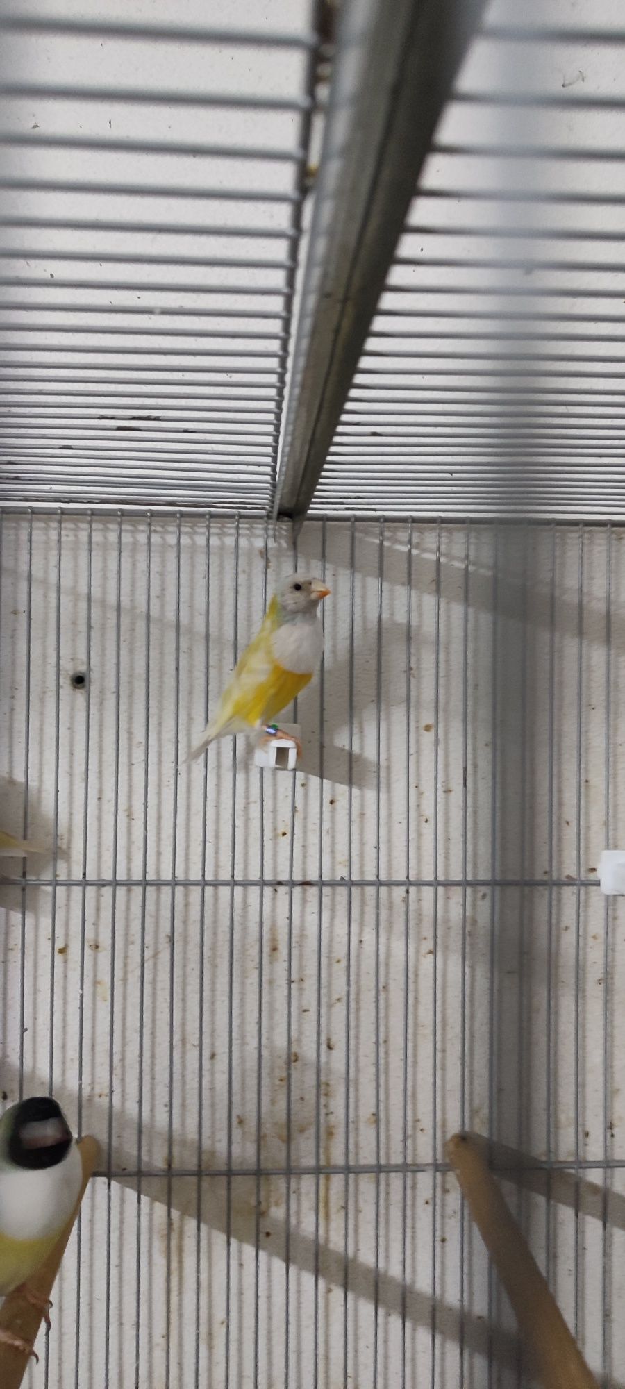 Diamantes de Gould