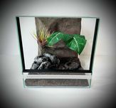 Terrarium szklane z leśnym wystrojem 30x30x30 cm. AlleTerra
