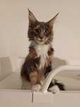 Kotka Maine coon Bierka