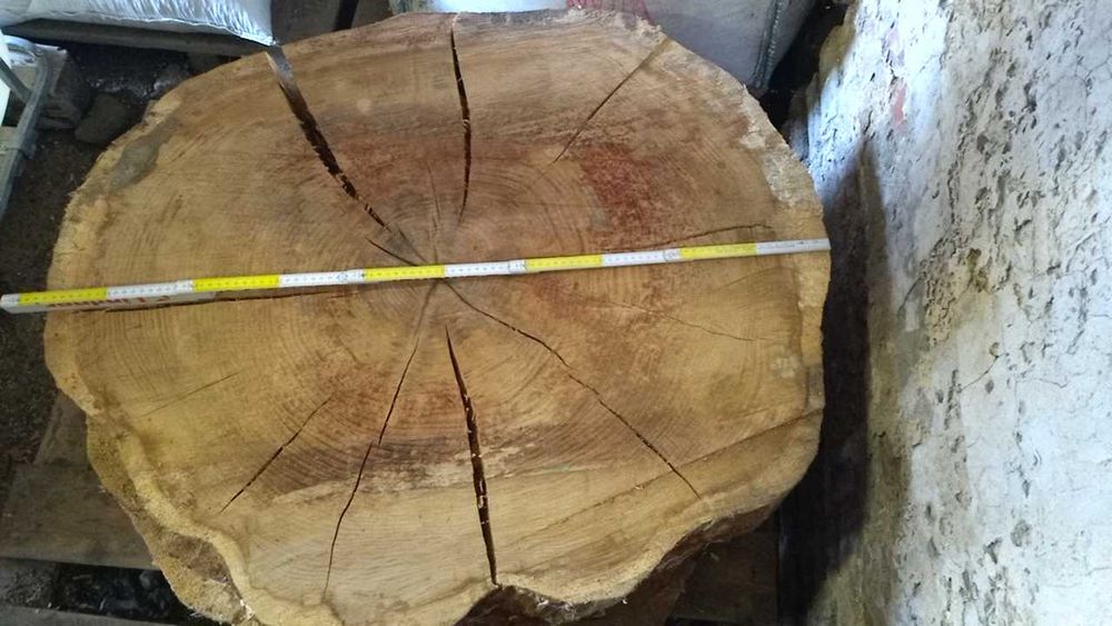 Plastry drewna dębu debu