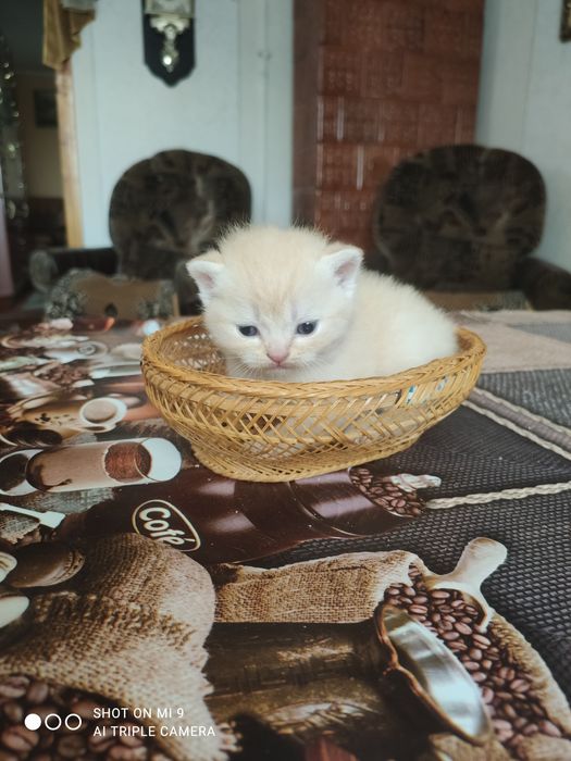 Шотландські кошенята.