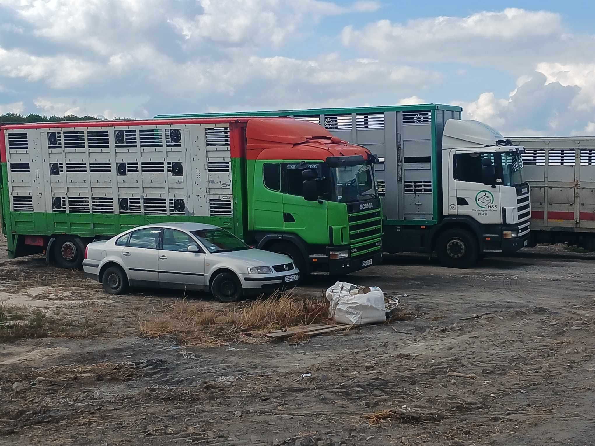 Transport i skup żywych zwierząt-Transport bydła, świń, trzody.