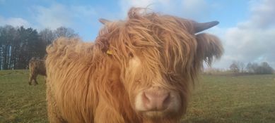 Byczek szkocki ,Buba, Highland Cattle