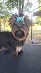 Yorkshire terrier Disney