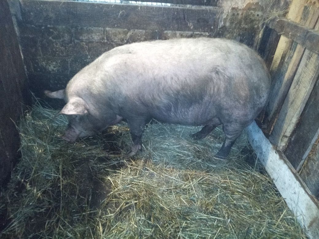 Свині свиноматка кабан