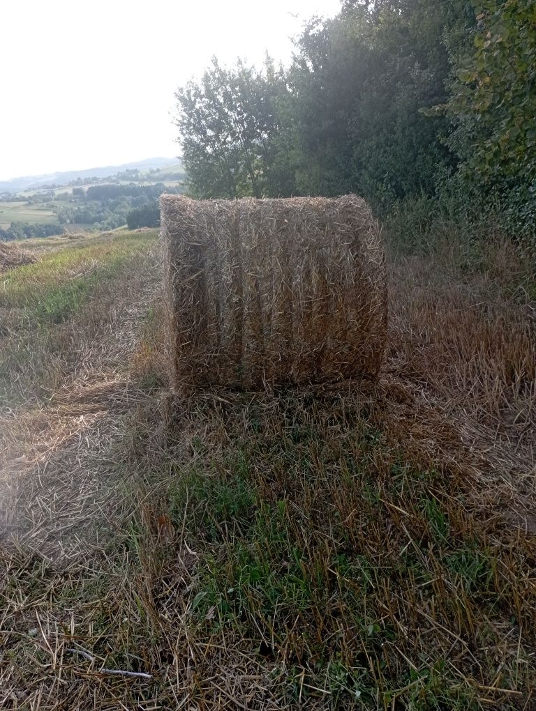 Sprzedam owies i słome