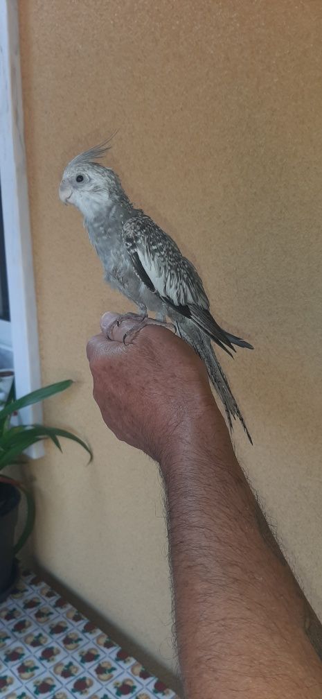 Vendo caturra criada à mão.