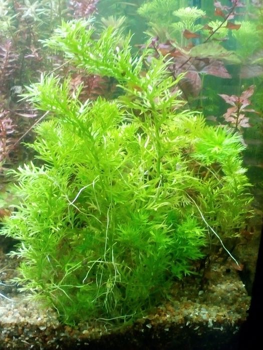 НАБОР аквариумных растений