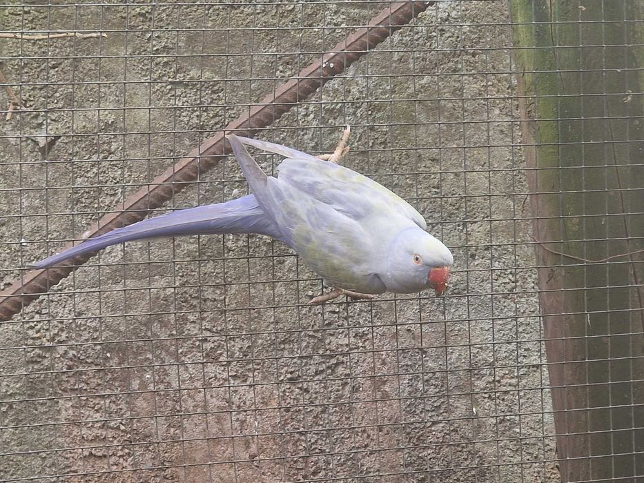 Ring necks de 2024 e de 2025