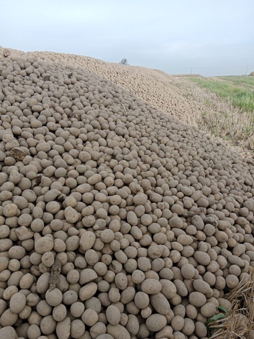 Ziemniak odpadowy, paszowy, wielkości sadzeniaka 15gr/kg