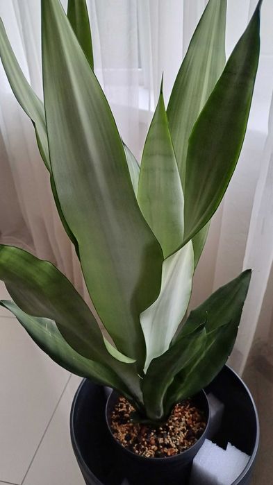 Сансевієрія Хані Маргіната Jade marginata  Філіпін Сільвер Фрост