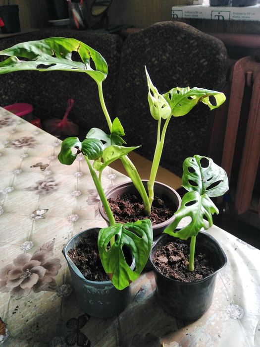 Розпродажа рослин від 50 грн