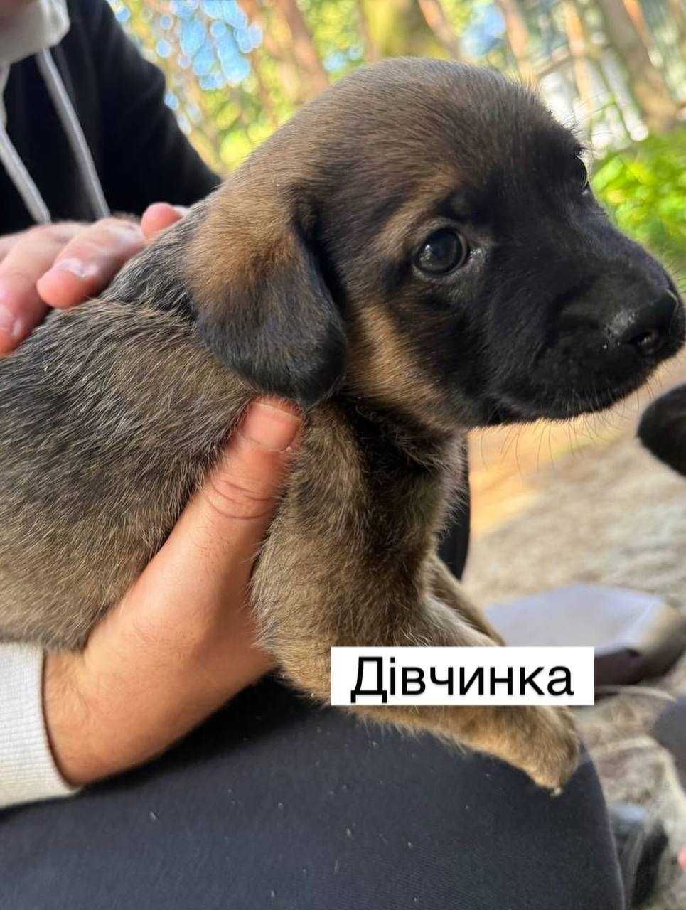 Врятуйте щенят, заберіть у дім